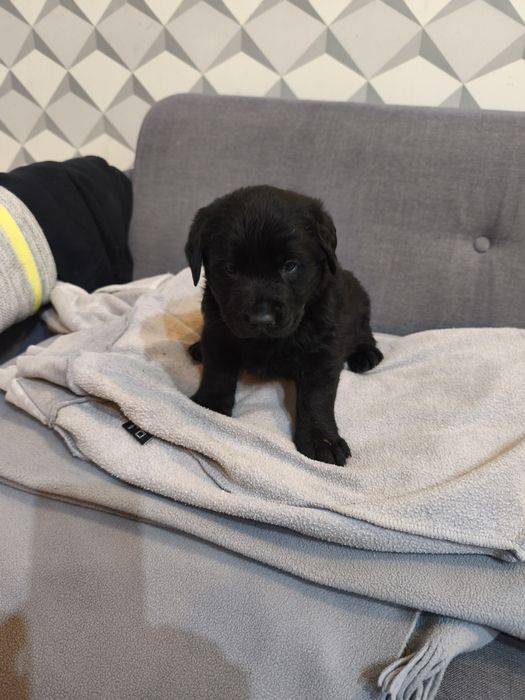 Labrador czarny z rodowodem i chipem