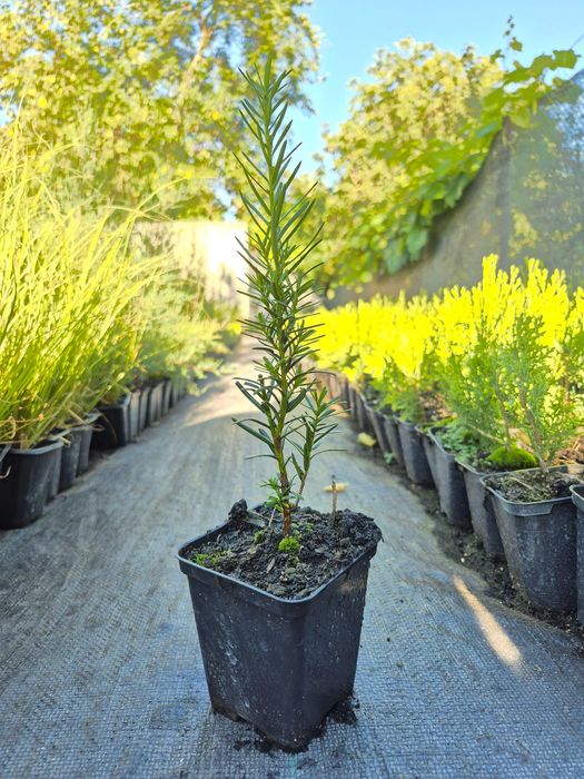 Taxus x media 'Hicksii' Тис середній  контейнер Р9 0,5 л