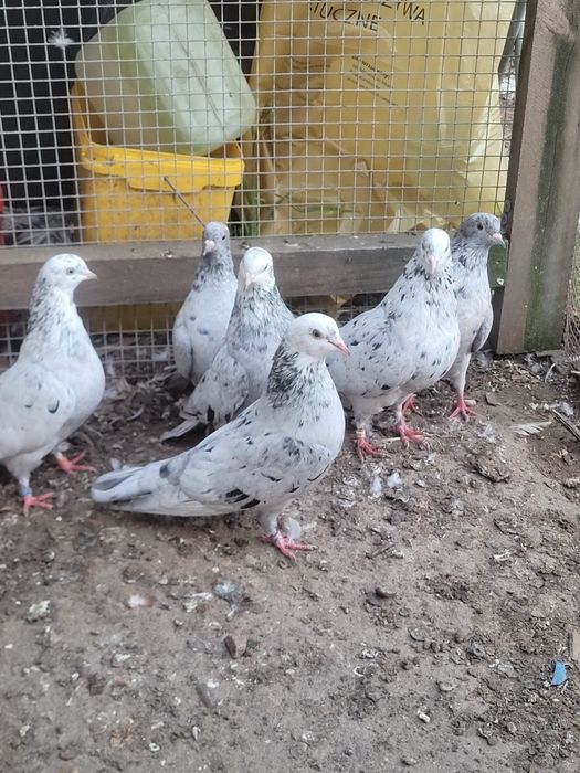 Golebie ,bij bakijski