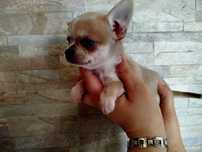Chihuahua  maleńka sunia