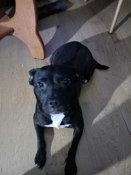 Suczka PILNIE szuka domu