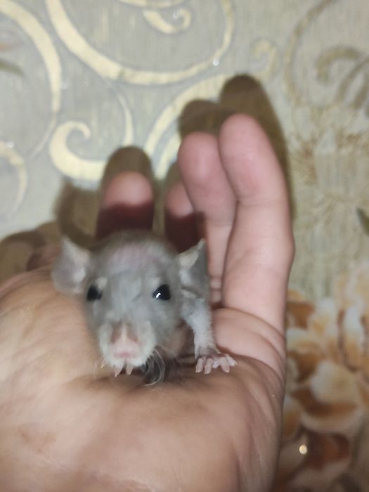 Щурики Фазз ( пухові рататуї)