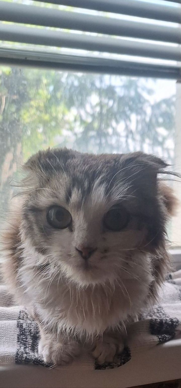 Спасите вислоушку. Кошка. Кошечка даром. Котенок бесплатно. Котята.