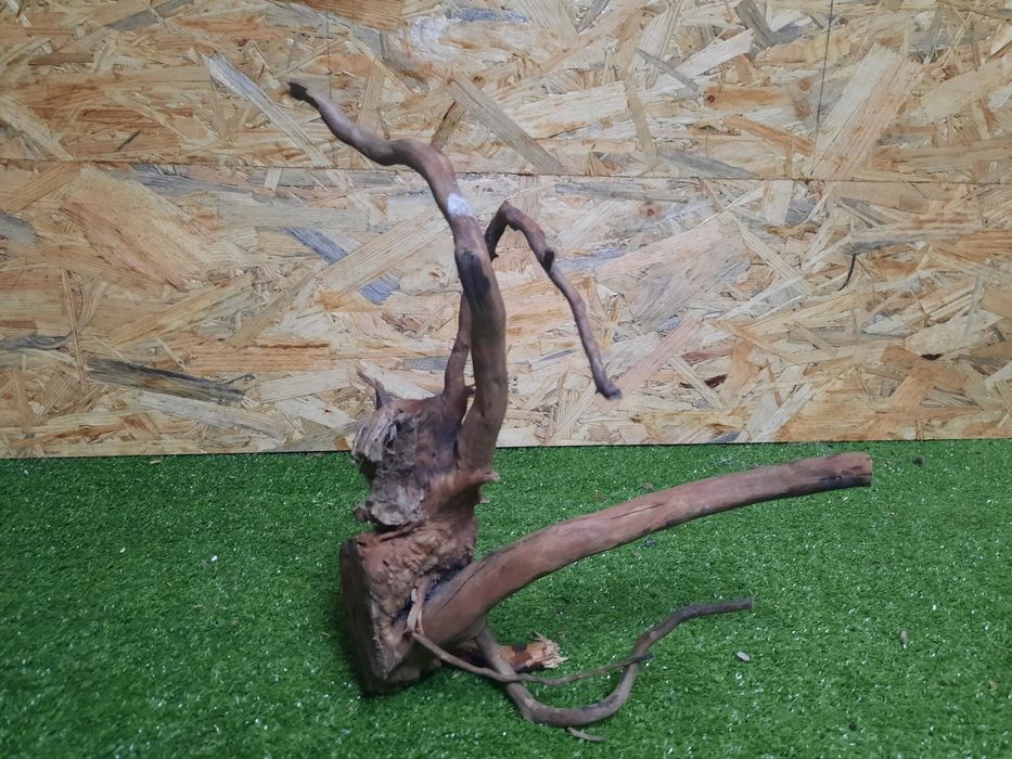 Korzeń do akwarium Red Moore Wood nr 885 o wymiarach 31/12/26