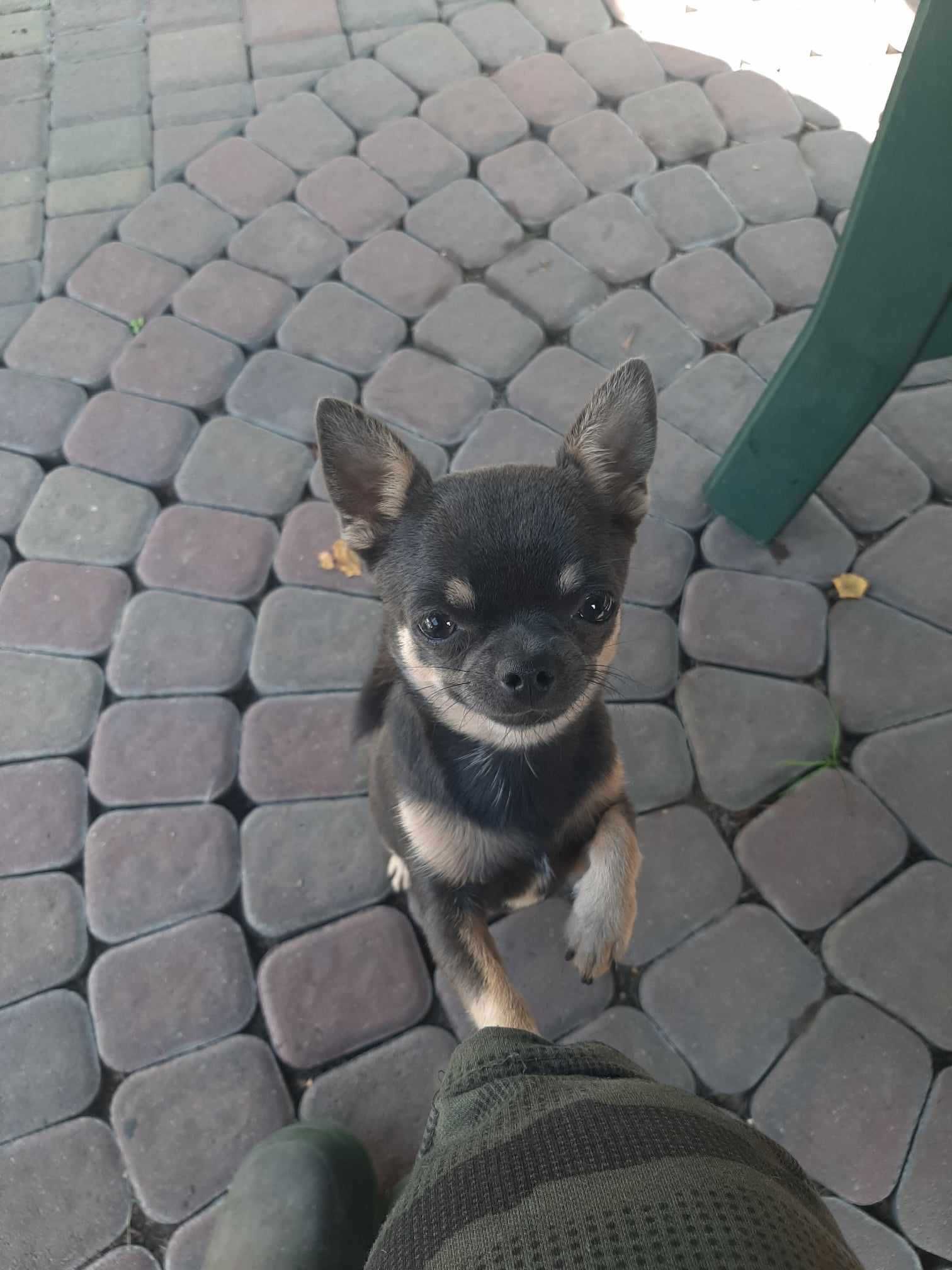 Piękny reproduktor Maltańczyk oraz dwa reproduktory Chihuahua.