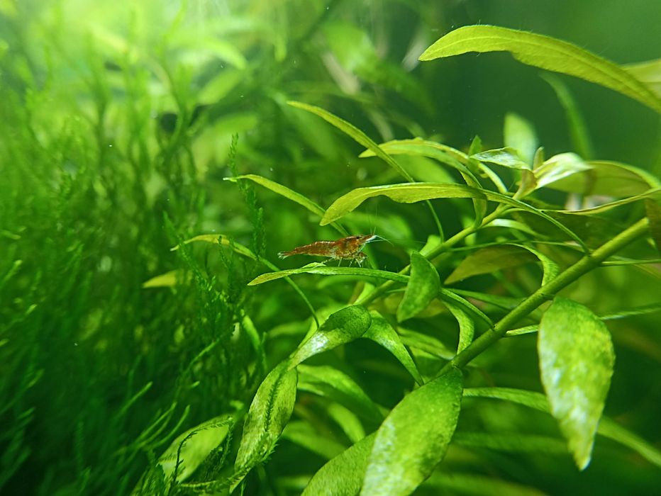 Акваріумні рослини та креветки