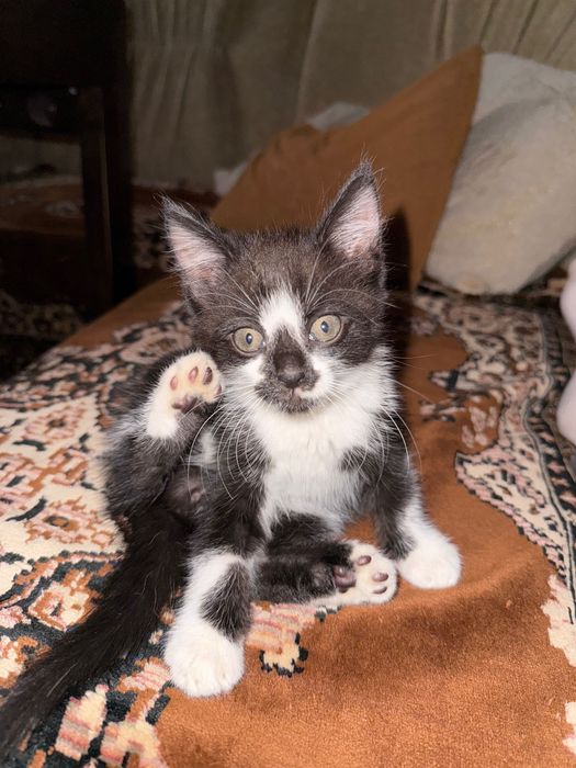 віддамо котика в добрі руки