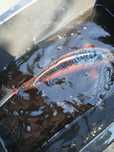Carpa koi shusui