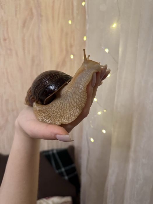 Косметичні равлики Ахатини