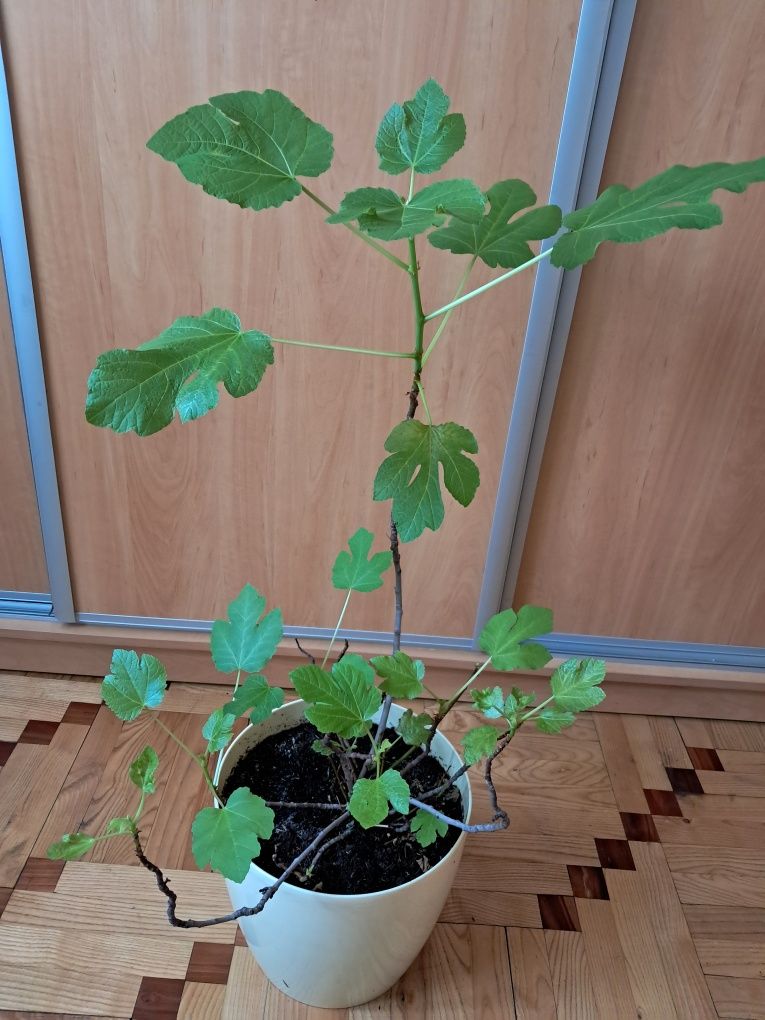 Figa figowiec duży kawa bonsai unikat