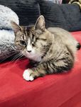 Koteczka do adopcji