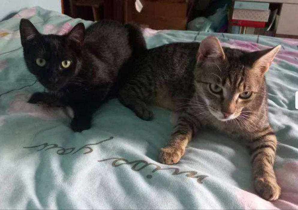 Wspaniałe kotki do adopcji - Fanta i Czester