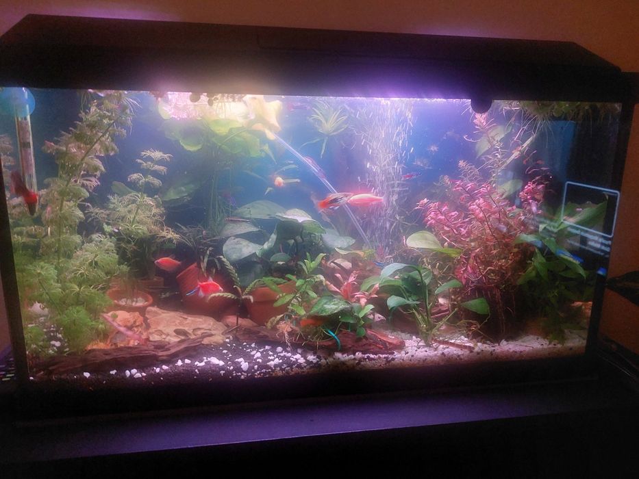 Rybki akwariowe pilnie sprzedam