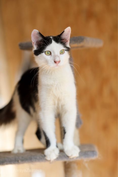 Артемон, 1 год, котик