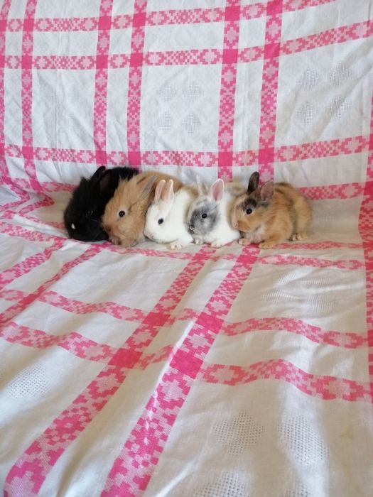 Króliczki karzełki, króliczki miniaturki