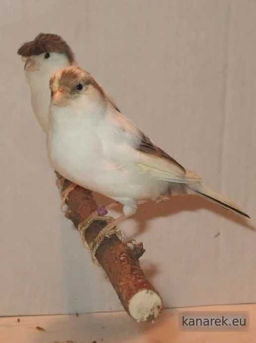 Sprzedam Kanarki, Zeberki oraz Gile Meksykańskie