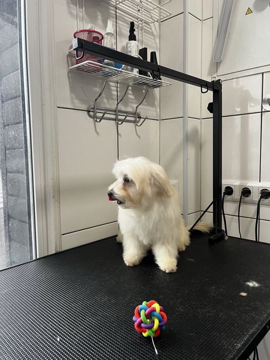 У продажі дівчинка  Мальтіпу F1