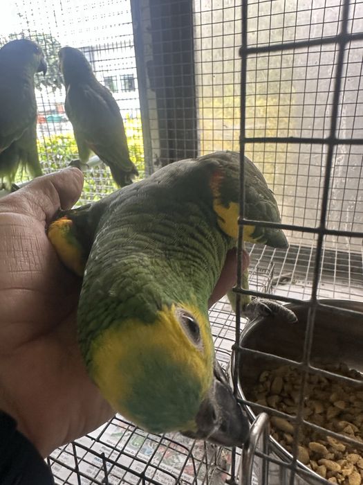 Amazonas Aestiva Xanthopterys