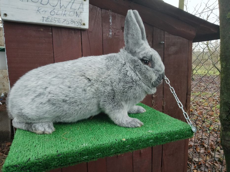 Samica wielki jasno srebrzysty wjs rodowód
