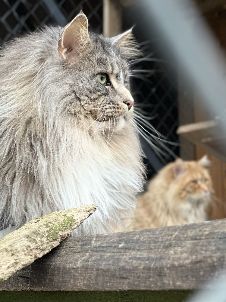 Maine Coon  kotka ostatnia