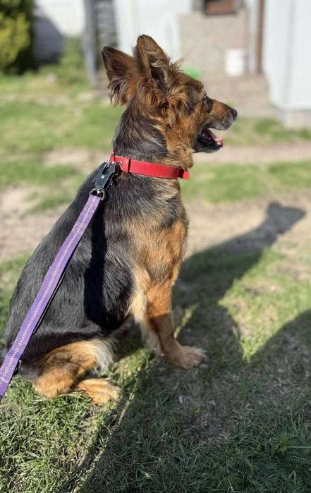 Cudna, kochana, łagodna, przytulaśna sunia prosi o dom