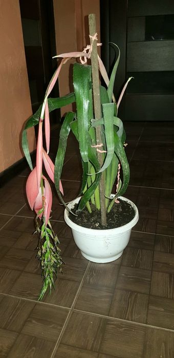 Грошове дерево і більбергія