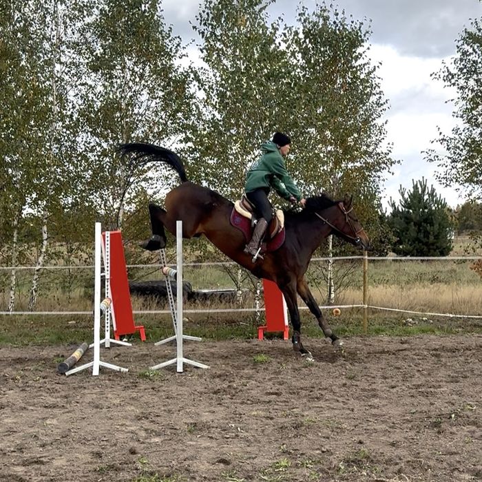 Klacz prospekt sportowy wkkw skoki