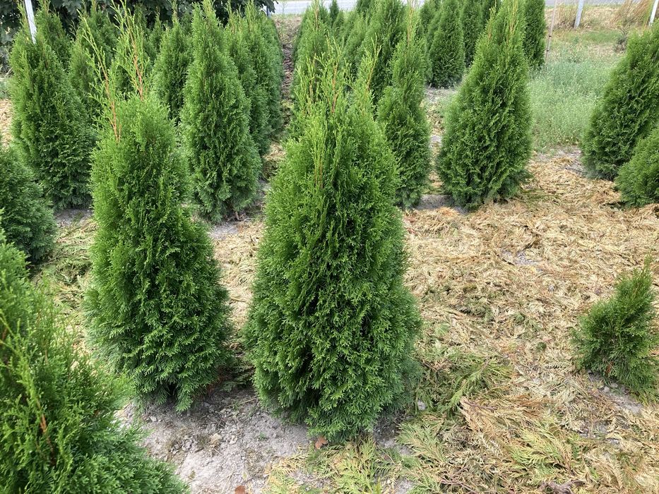 Tuje Szmaragd, świerki, iglaki