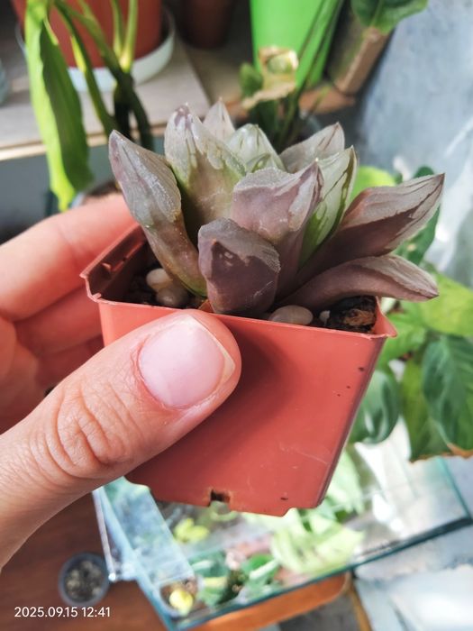 Продам хавортію "Ice city"