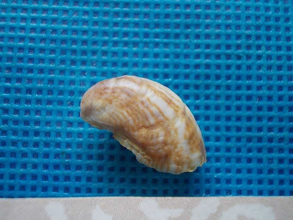 Muszle morskie- Crepidula fornicata