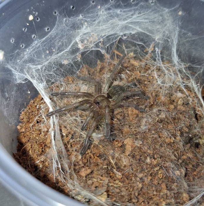 Monocentropus Balfouri L4/5