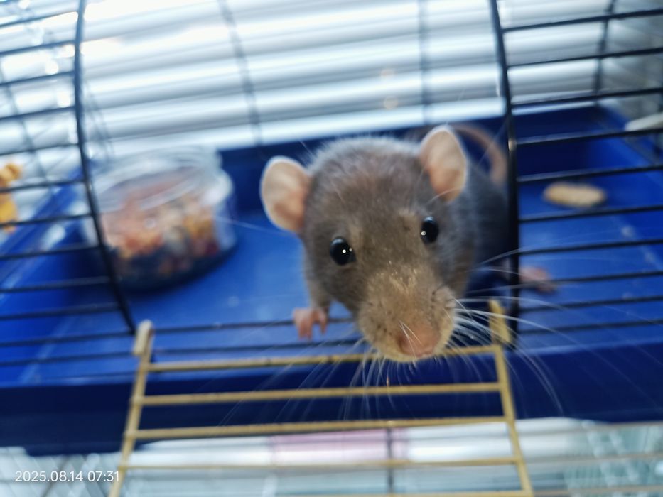 Продам крыску Дамбо с клеткой (не на корм питону)