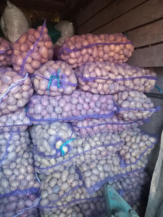 Продам насіневу картоплю