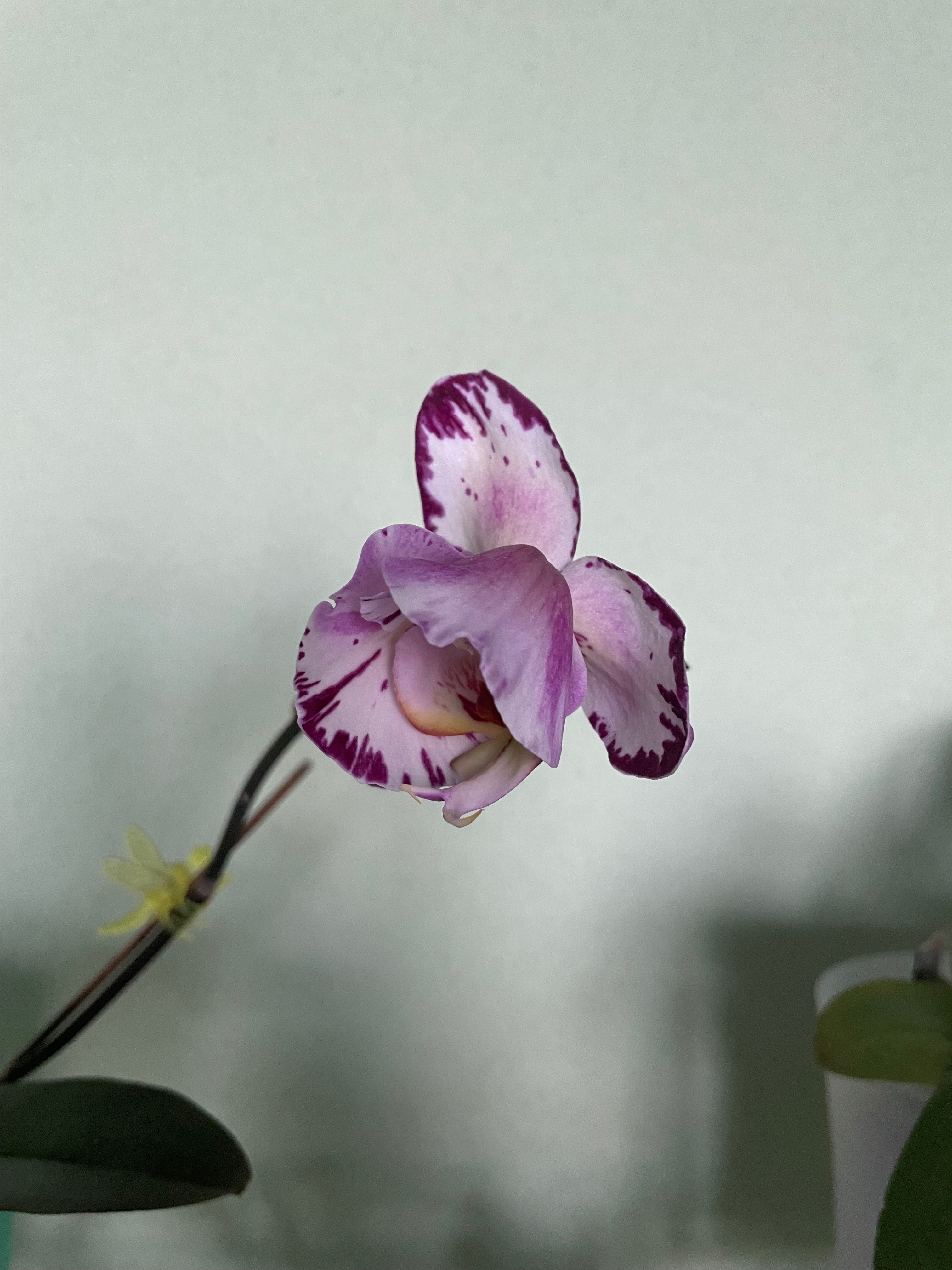 Орхидея фаленопсис пелор и: Phalaenopsis Jiuhbao Angel