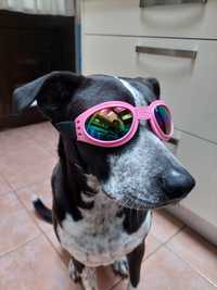 Óculos de sol para cães