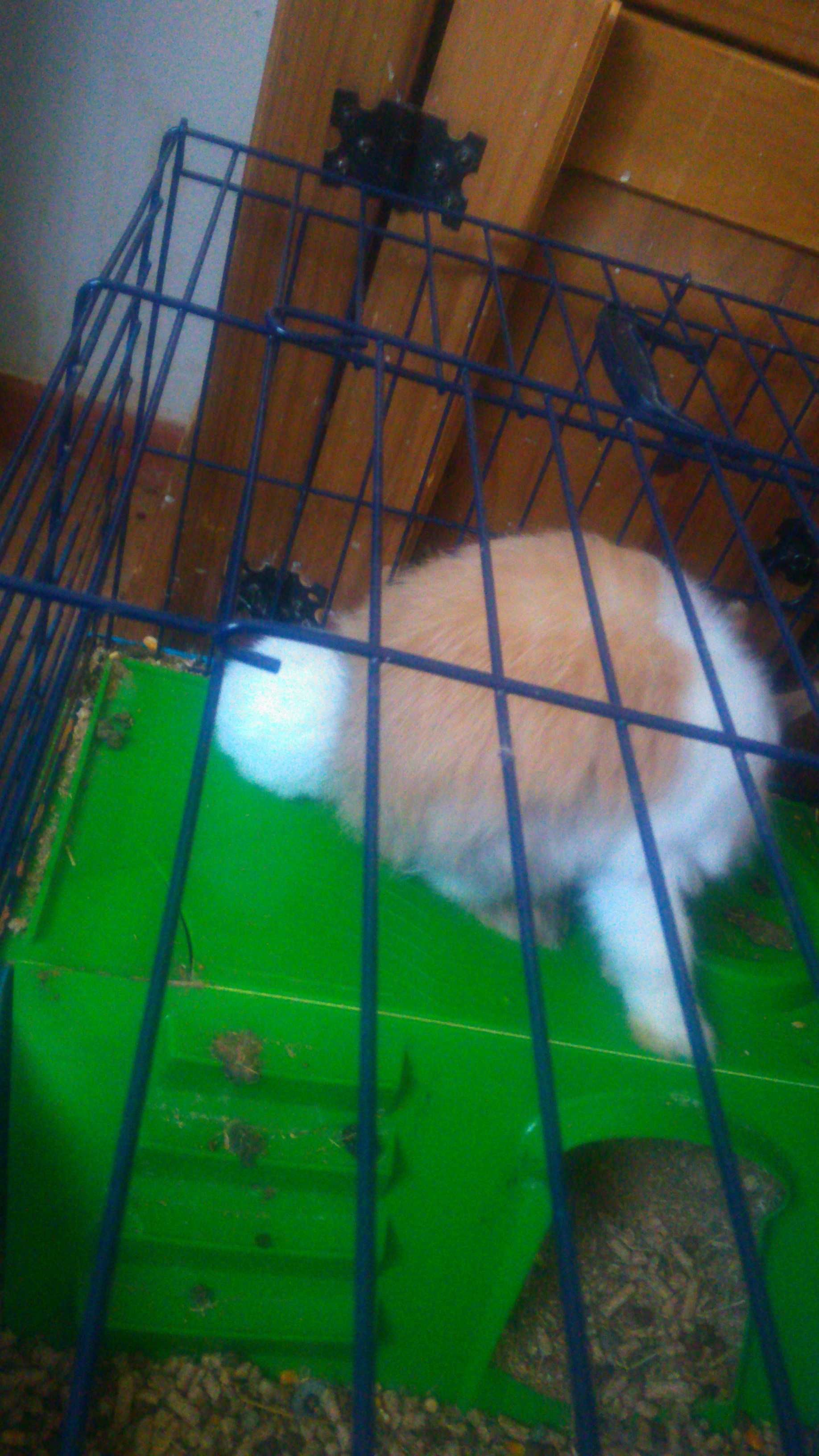 Coelhos anoes pelo grande