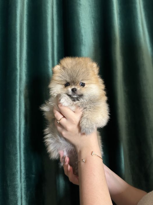 Мини померанский шпиц девочка