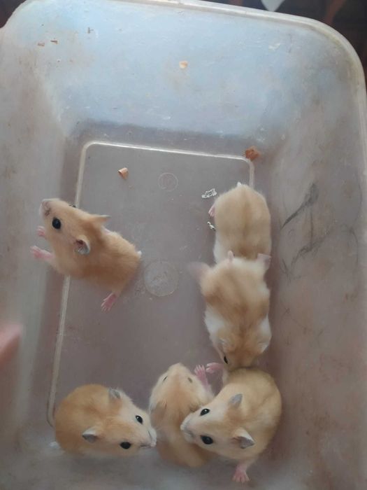 Хомяки джунгарики