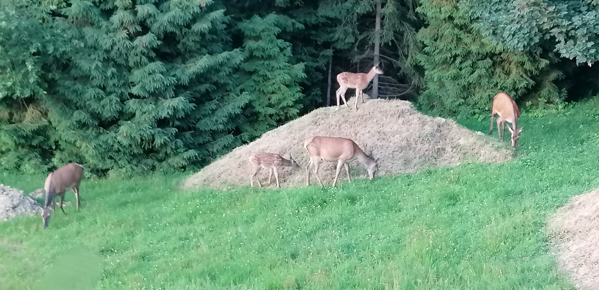 Domek w górach z pięknym widokiem Ujsoły zlatna Beskid żywiecki