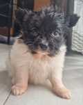 Papillon Spaniel Kontynentalny Miniaturowy