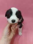 Border Collie suczka czarno biała z badaniami genetycznymi po Champion