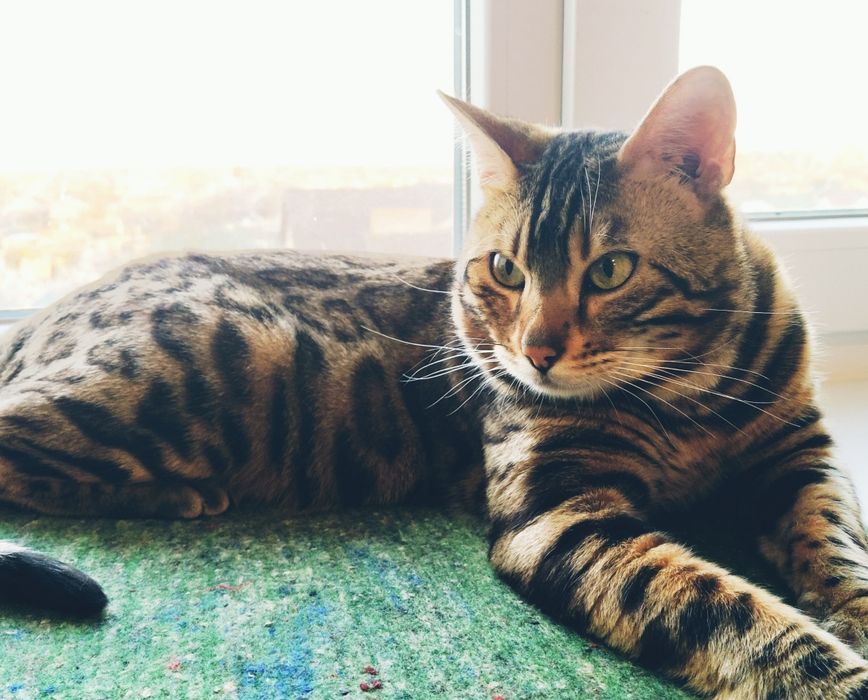 Вязка бенгальского кота