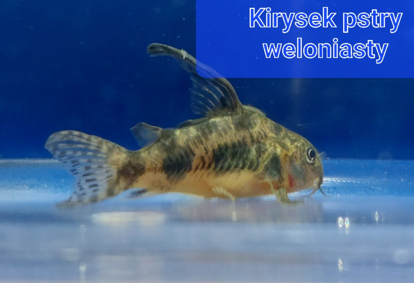 Kiryski pstre, spiżowe Wysyłam