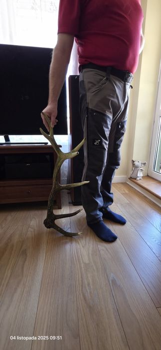 Jedna strona poroża Jelenia