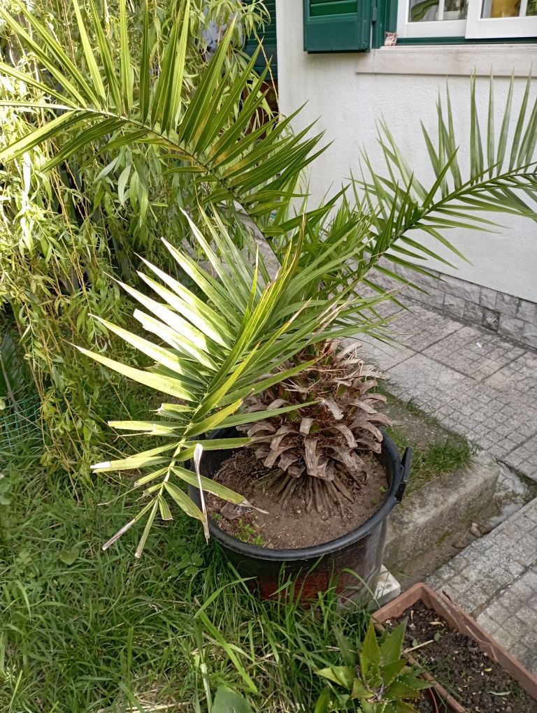 Palmeira de jardim