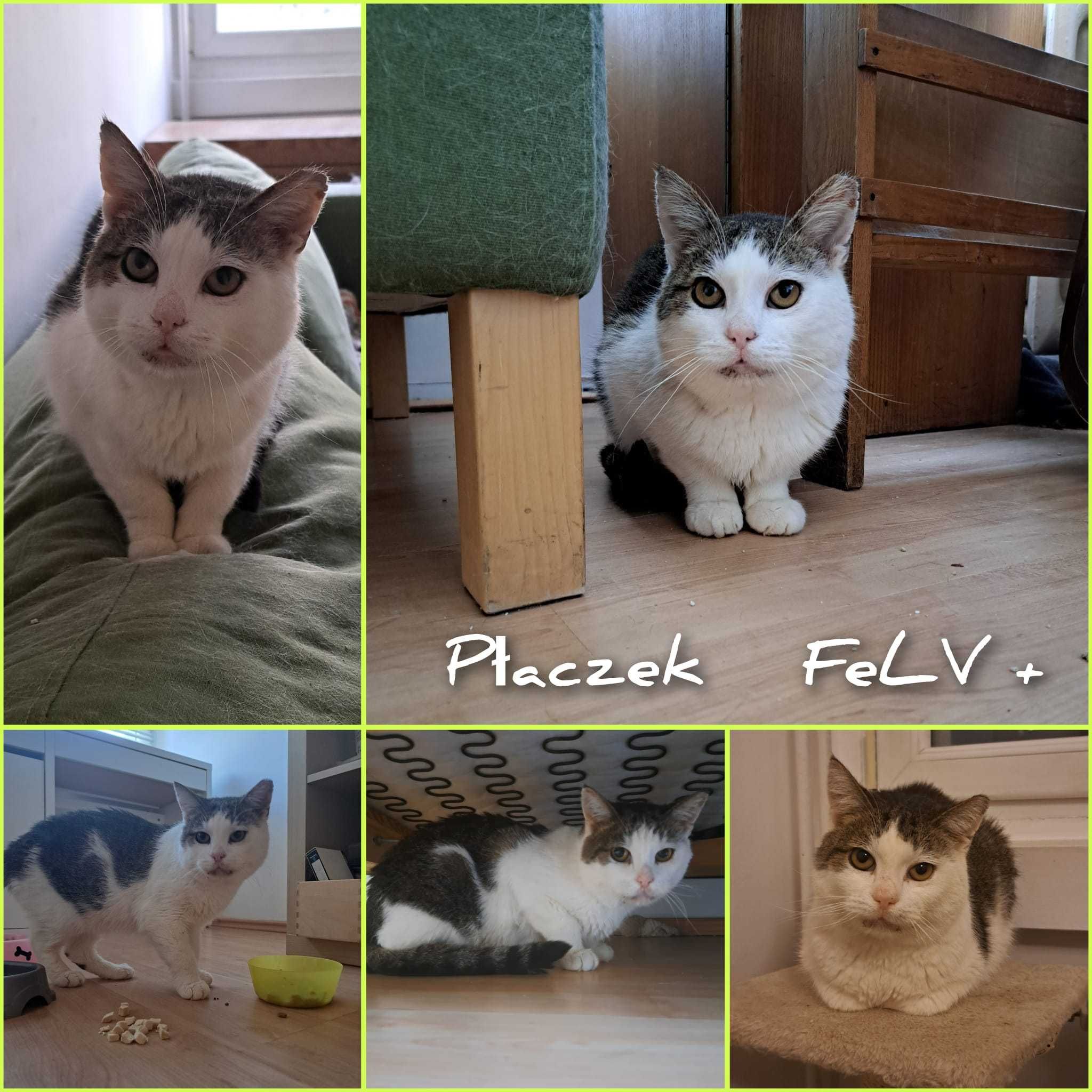Płaczek szuka domu