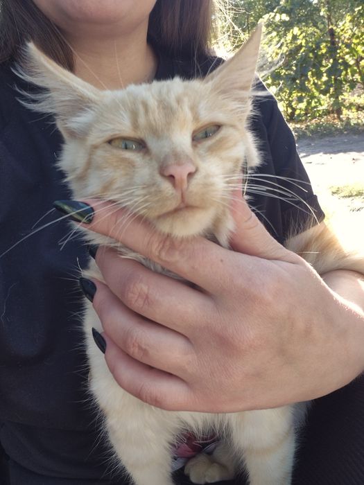 Отдам котёнка в добрые руки