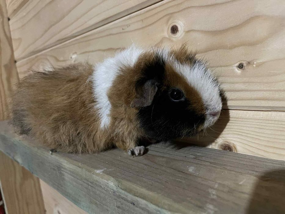 Oddam świnkę morską.