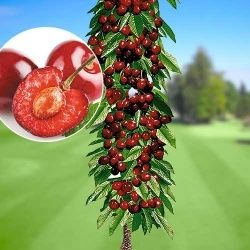 Drzewka czereśni Producent