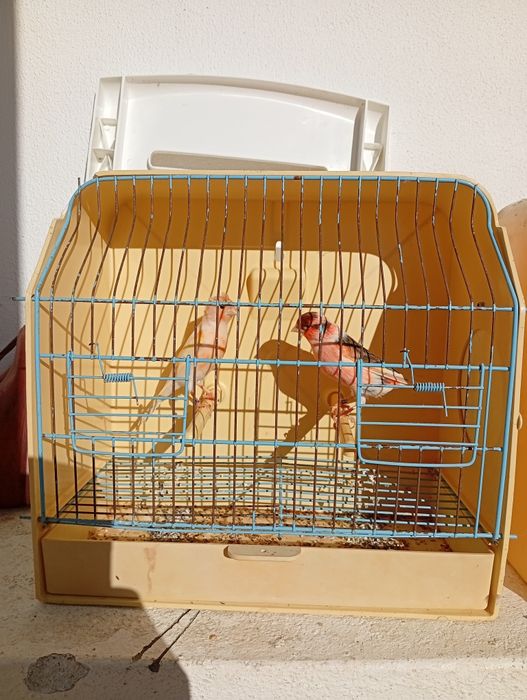 Arlequim português venda/troca